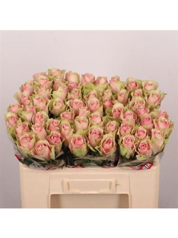R GR5 BELLE ROSE