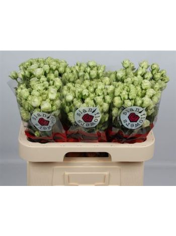 R TR GREEN GLOW 60CM