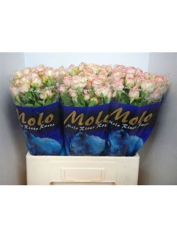 R TR AZORE 60CM