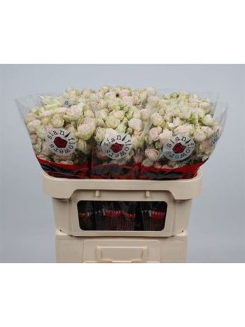 R TR SWEET BLOSSOMS 70CM