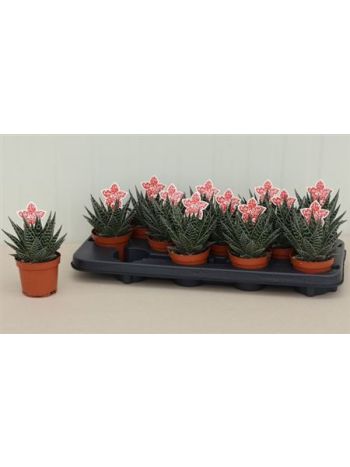 ALOE TIKI TAHI
