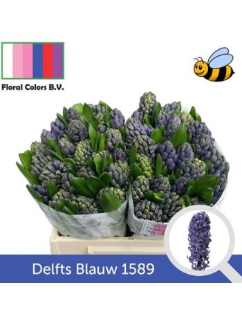 HYAC DELFT BLUE