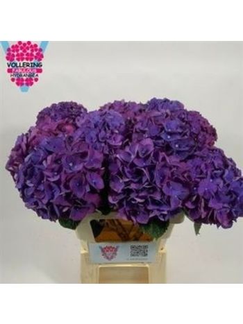 HYDR OV - PURPLE 60CM