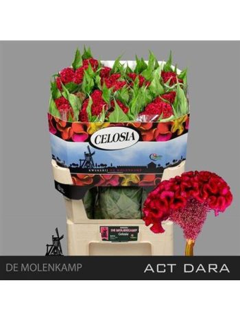 CEL C ACT DARA