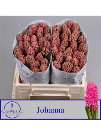 HYAC JOHANNA