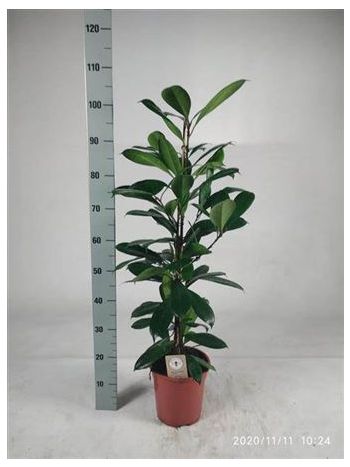 FICUS CYATHISTIPULA
