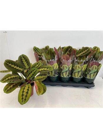 MARANTA FASCINATOR
