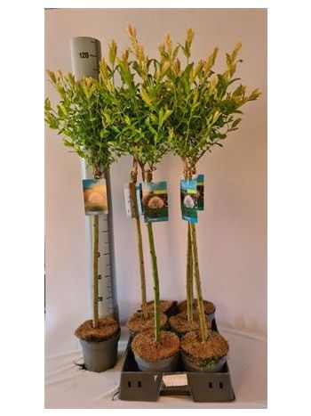 SALIX IN HAKURO NISH TÖRZSES