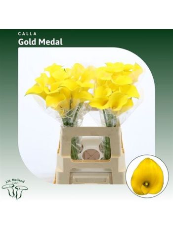 ZANT GOLD MEDAL 60CM
