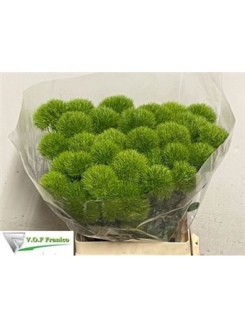 DI BARB GREEN TRICK