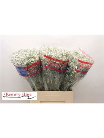 GYPS PA BEAUTY BRIDE