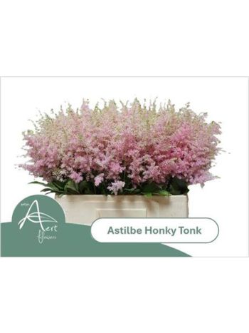 ASTIL AR HONKY TONK