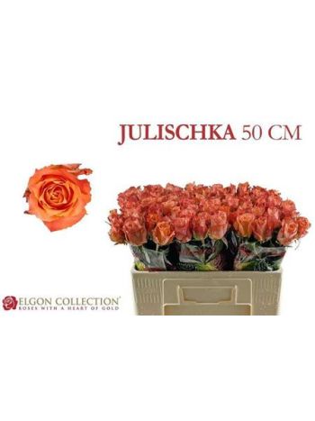 R GR5 JULISCHKA