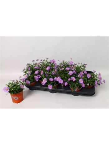 BRACH BRAS VIOLET AKCIO