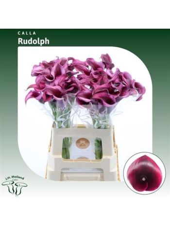 ZANT RUDOLPH 60CM