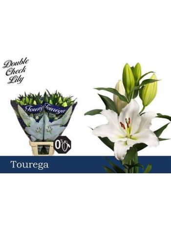 LI OR TOUREGA