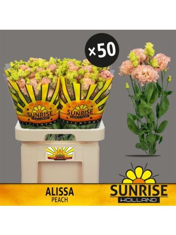 EUS G ALISSA PEACH