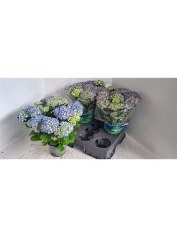 HYDR M 8+ BLAUER ZWERG R