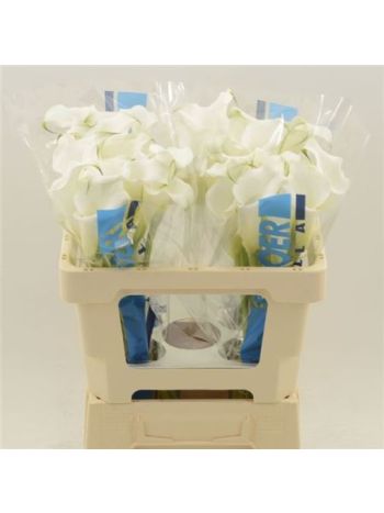 ZANT WHITE MAMBO 55CM