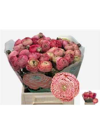 RAN AAZUR ANTIQ ROSE