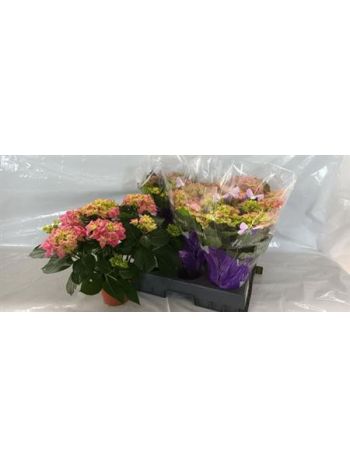 HYDR M 5+ EARLY ROSA