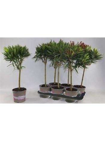 NERIUM OLEANDER TÖRZSES