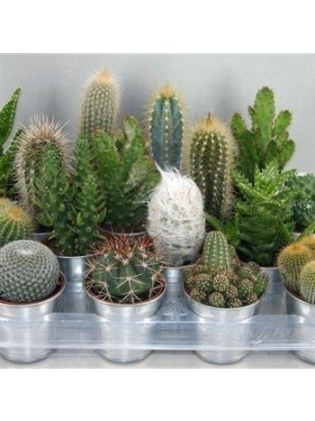 CACTUS GEM ZINK KASP&Oacute;S