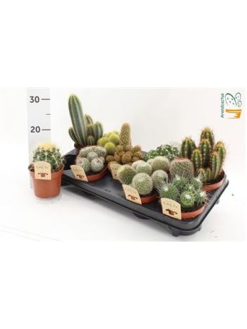 CACTUS GEM *9
