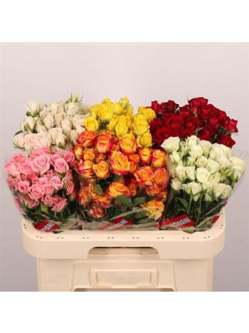 R TR GEM IN FUST 60CM