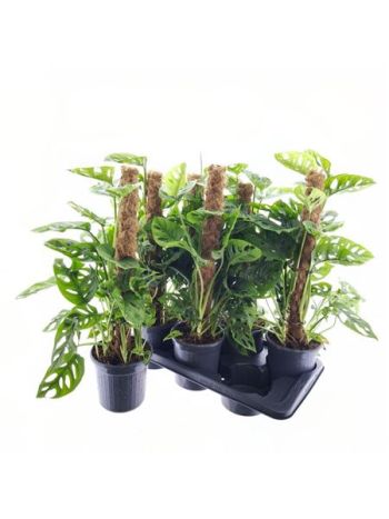 MONSTERA OBLIQUA MOSSTOK