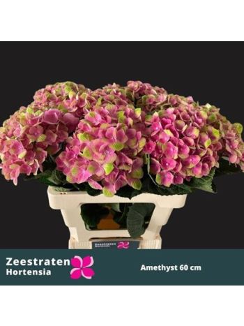 HYDR M MAG AMETHYST 60CM