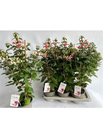 FUCHSIA MIX BOKOR