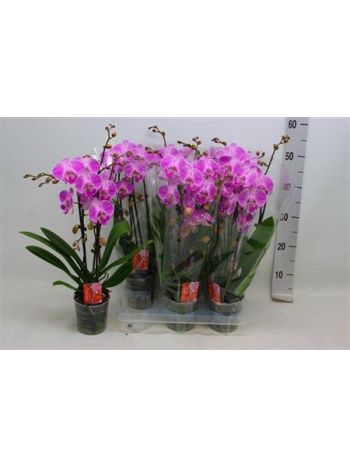PHAL 2 ÁG CASCADE PINK