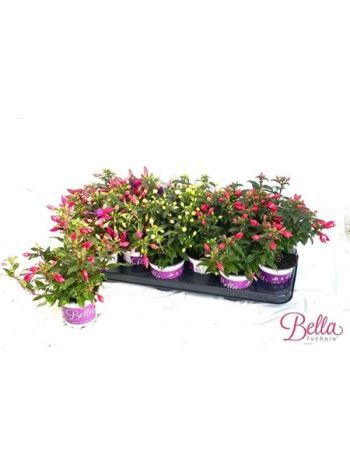 BALKON MIX HU SZENZI