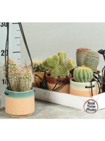 CACTUS MIX KASPÓS AKASZTÓS