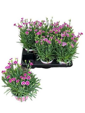 DIANTHUS PINK KISSES