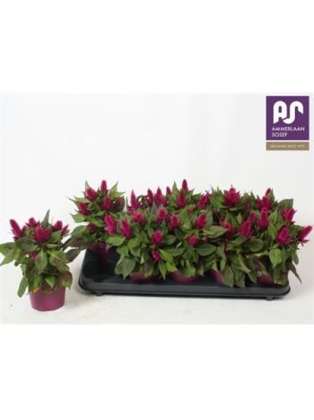 CELOS DEEP PURPLE