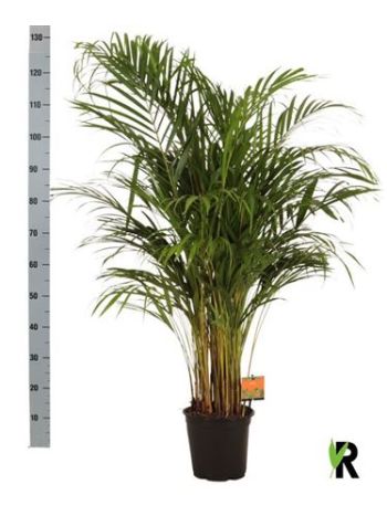 DYPSIS LUTESCENS