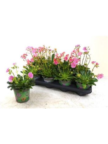 LEWI COTYLEDON