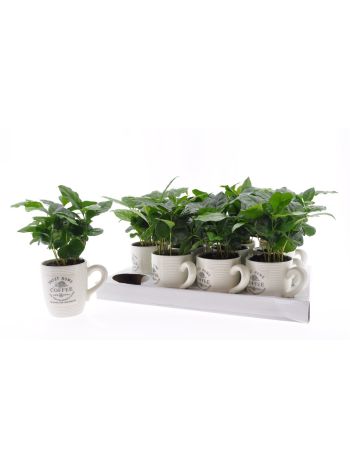 COFFEA ARABICA BÖGRÉS