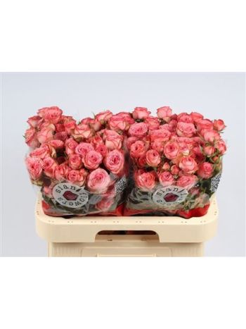 R TR HAWI 60CM