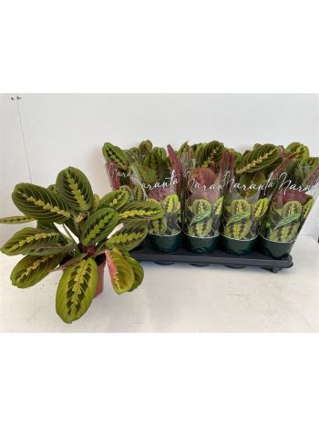 MARANTA FASCINATOR