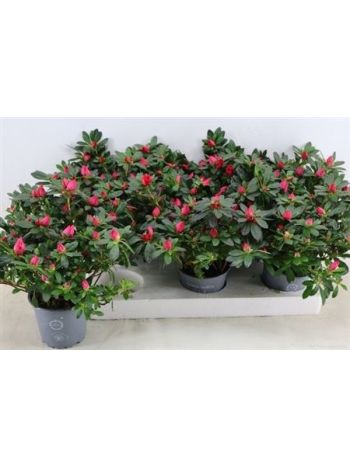 RHODO SI TAMIRA PINK