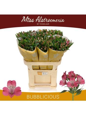 ALSTR BUBBLICIOUS