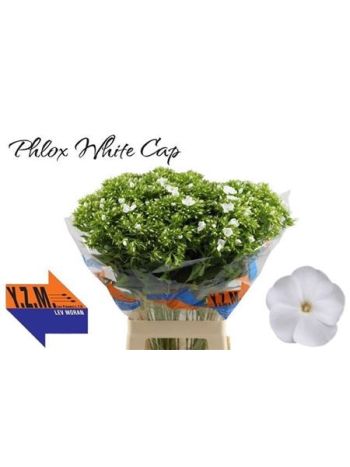 PHLOX P WHITECAP