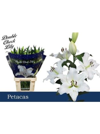LI OT PETACAS