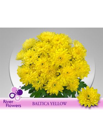CHR T  S. BALTICA YELLOW