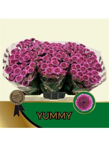 CHR SAN YUMMY