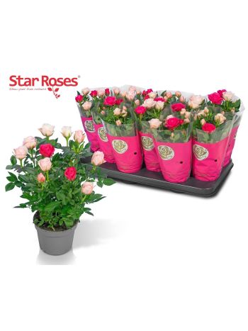RO CLASSIC STAR 2 SZÍNŰ