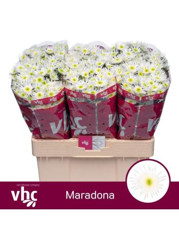 CHR SAN MARADONA